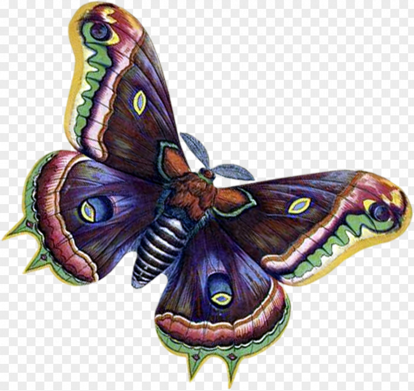 Butterfly Monarch Moth Blog Clip Art PNG