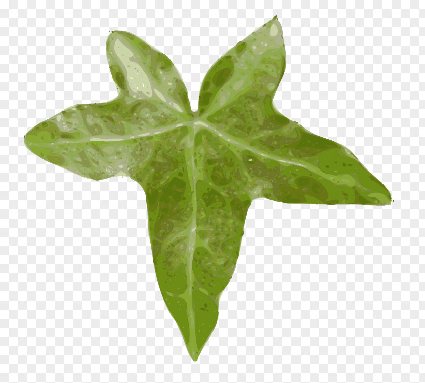 Ivy Drawing Leaf Clip Art PNG