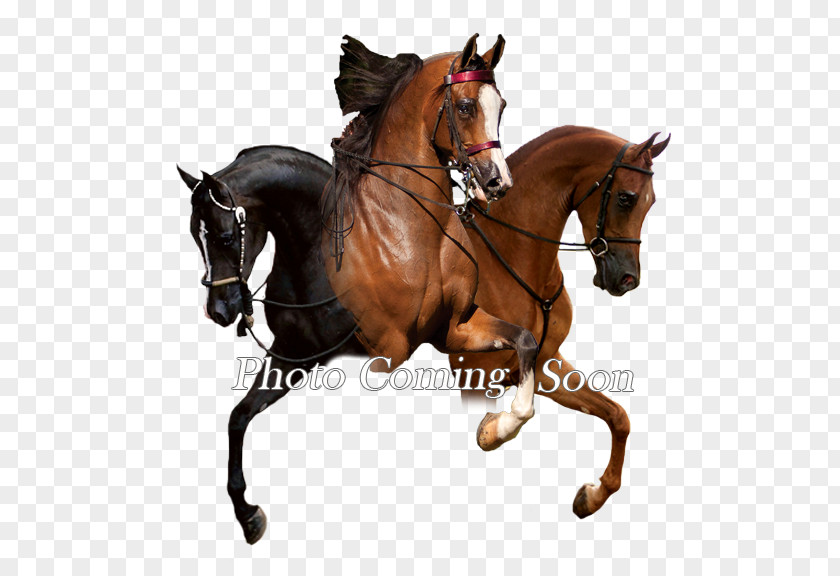 Mustang Hunt Seat Stallion Rein Mare PNG