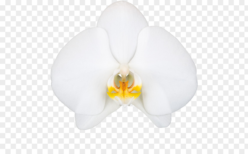 Orchid Decoration Moth Orchids Petal PNG