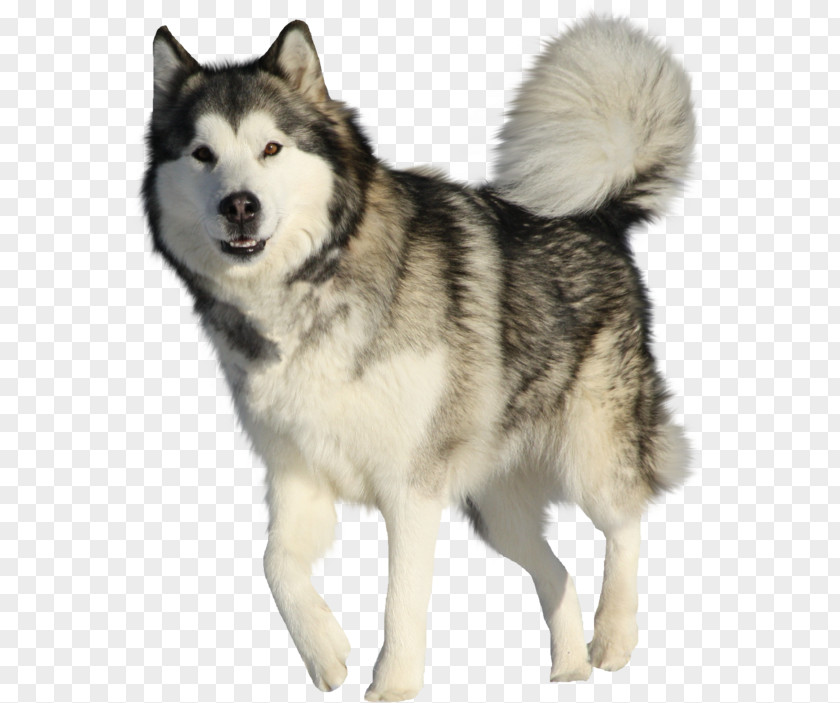 Canis Saarloos Wolfdog Cartoon Dog PNG