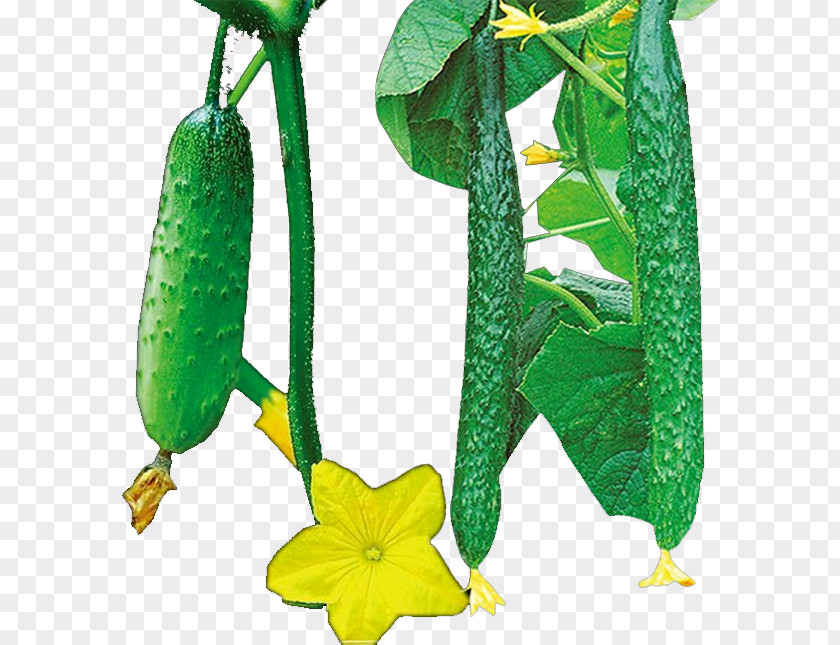 Cucumber Luffa Vegetable PNG