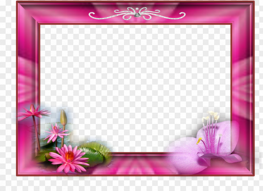 Pellicule Picture Frames Photography PhotoFiltre PNG