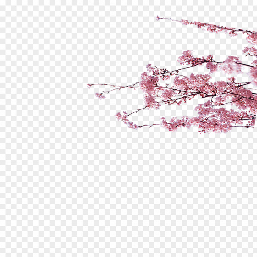 Plum Vector Cherry Blossom Euclidean PNG