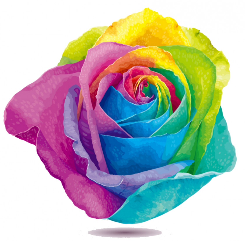 Rose Rainbow Flower Stock Photography Clip Art PNG