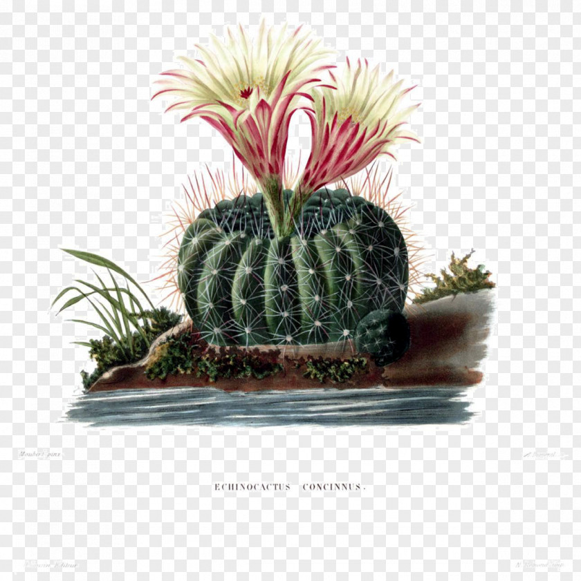 Turk's Head Cactus Botany Botanical Illustration Succulent Plant Stock Photography PNG