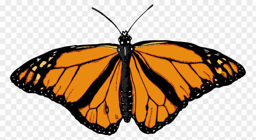 Butterfly Image Monarch Clip Art PNG