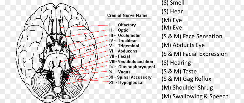 Cranial Nerve Nerves Nervous System Facial Examination PNG