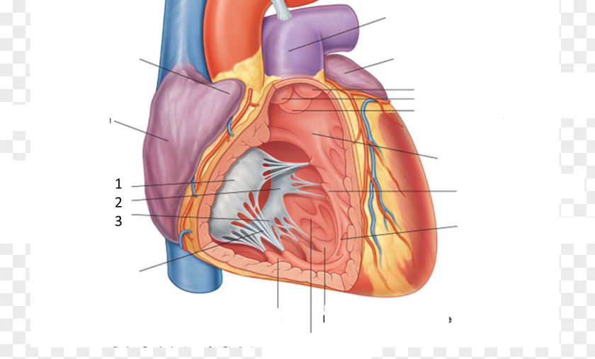 Heart Surface Anatomy Pericardium Human PNG