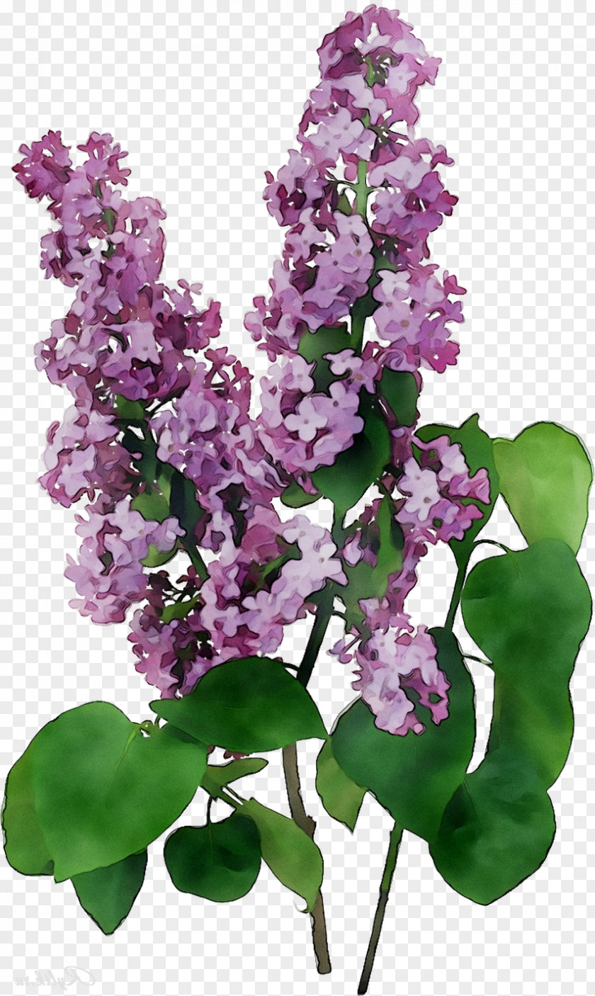 Lilac Lavender PNG