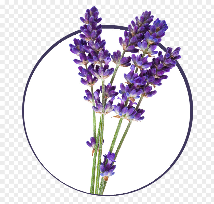 Plant English Lavender French Oil PNG