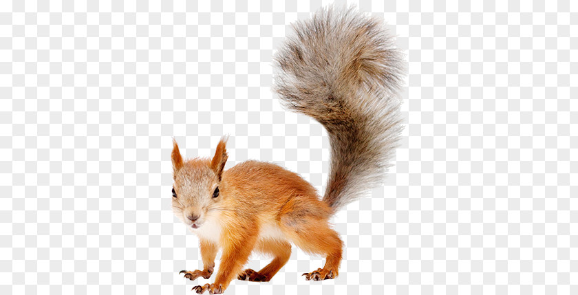 Squirrel PNG clipart PNG