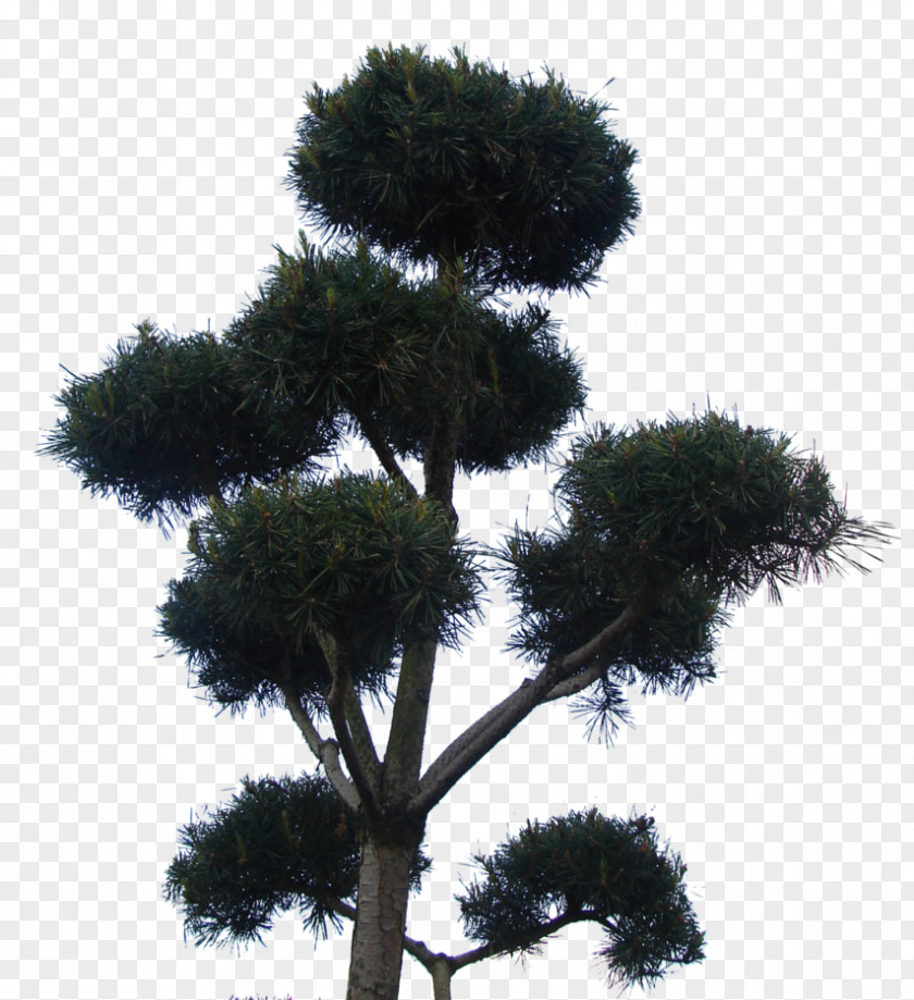 8 Bit Tree Asian Palmyra Palm Houseplant Sky Plc Borassus PNG