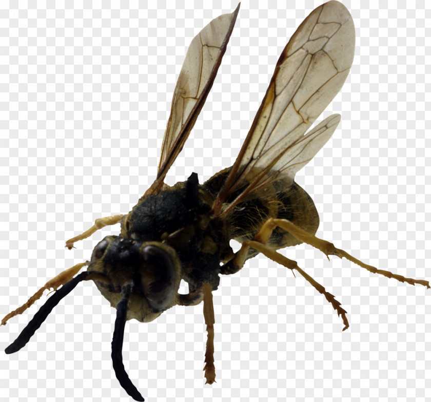 Bee Hornet Insect Yellowjacket Characteristics Of Common Wasps And Bees PNG
