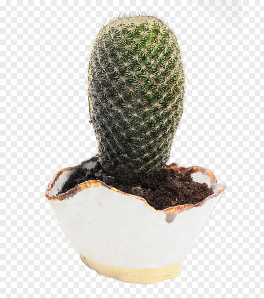 Cactus Download Icon PNG
