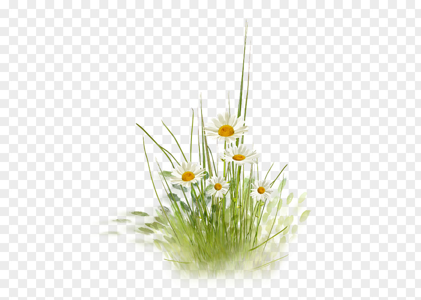 Cartoon Daisy Lawn Flowerpot Gardening Grass PNG
