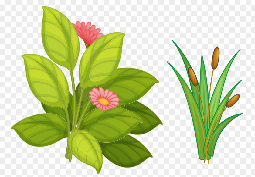 Flowers Grass Flower Euclidean Vector Rosaceae PNG