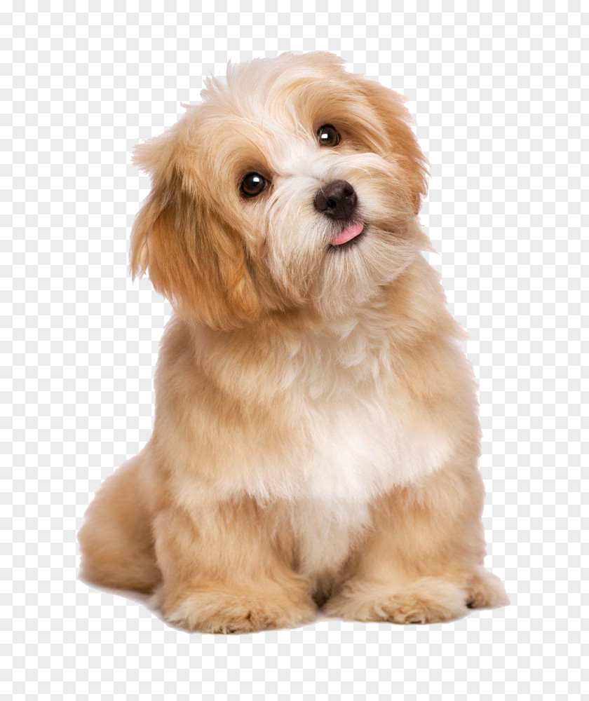 Lovely Long-haired Dog Tongue Havanese Maltese Poodle Puppy Cat PNG