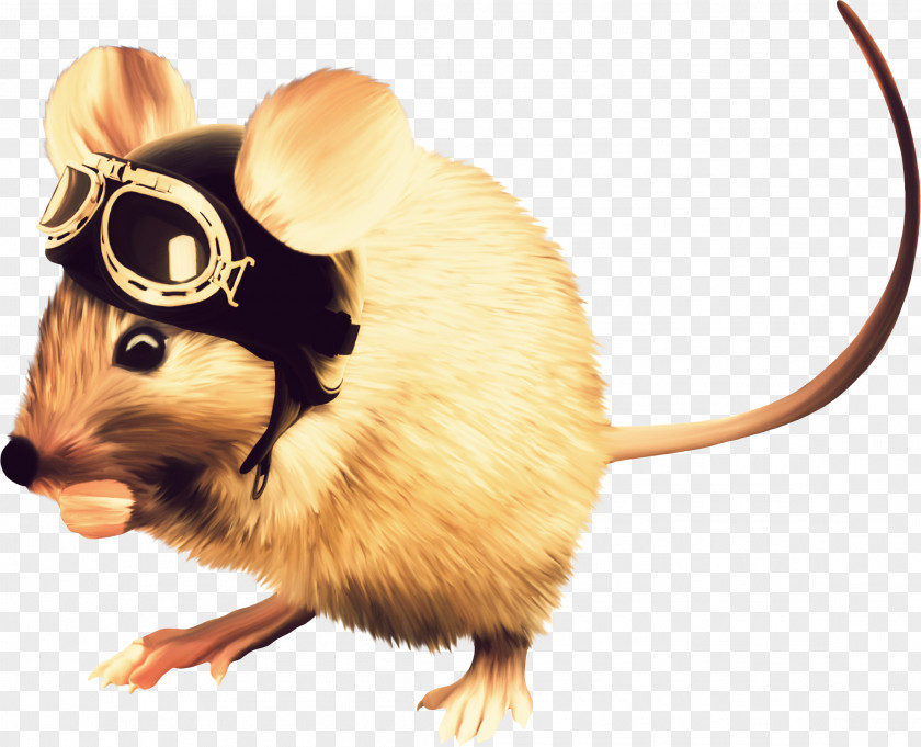 Mouse Computer Rodent Murids PNG