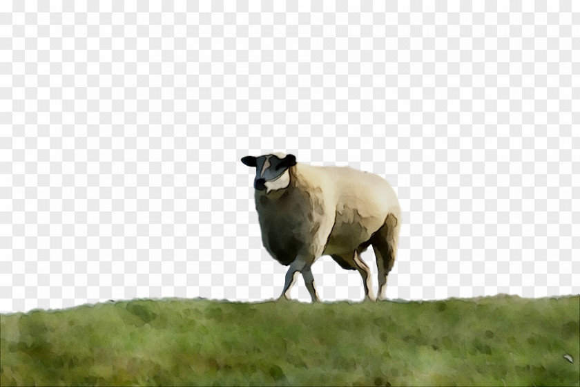 Sheep Pasture Grazing Herd Terrestrial Animal PNG