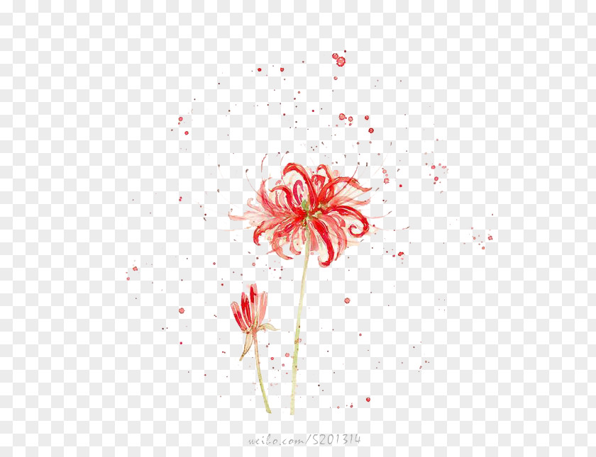 Watercolor Chrysanthemum Painting Drawing PNG