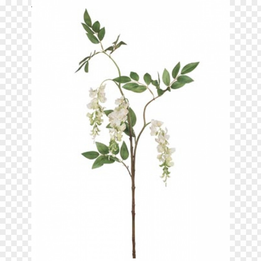 Wisteria Flower Branch Twig Plant Stem Tree PNG