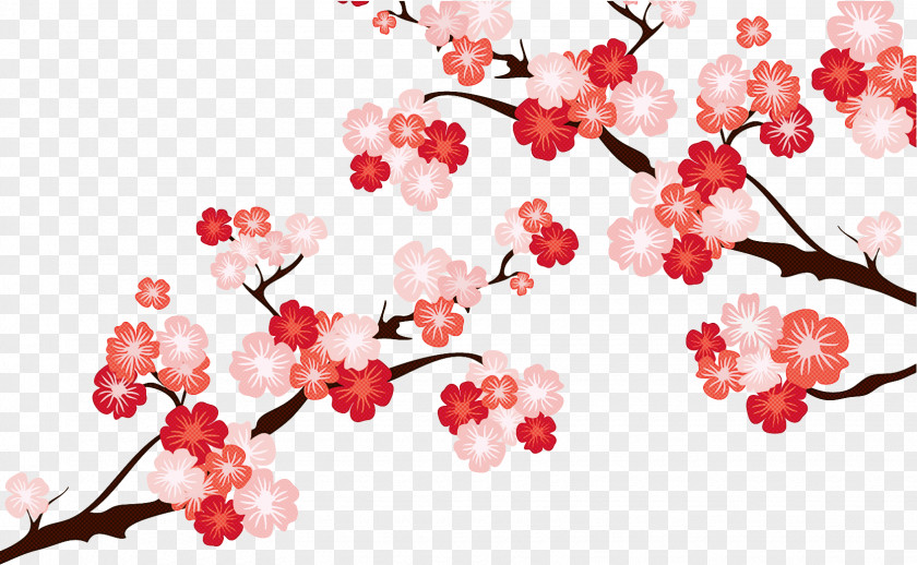 Cherry Blossom PNG