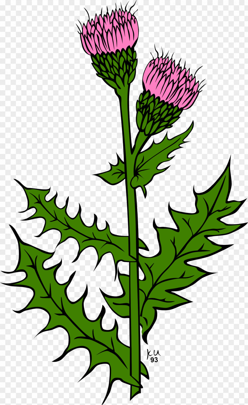 Cirsium Vulgare Creeping Thistle Clip Art PNG