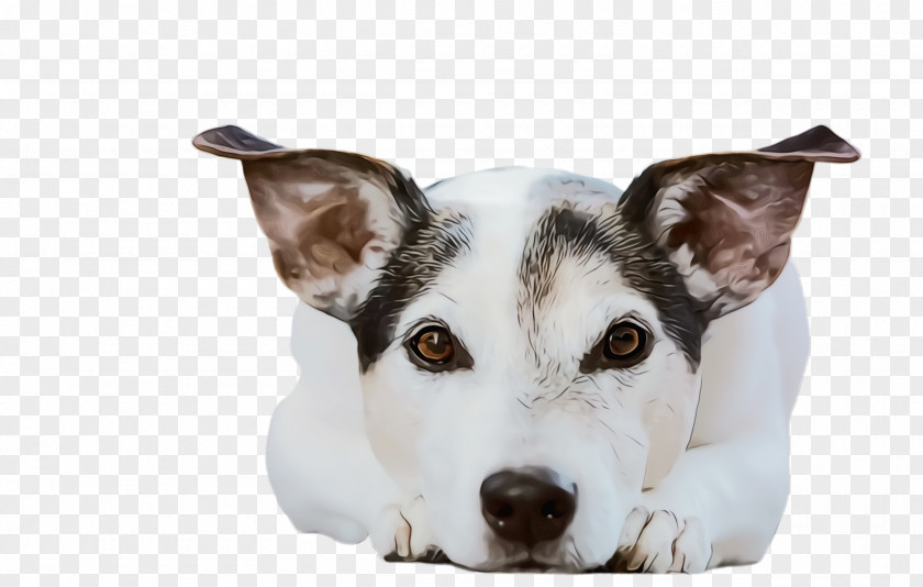 Ear Rat Terrier Dog And Cat PNG