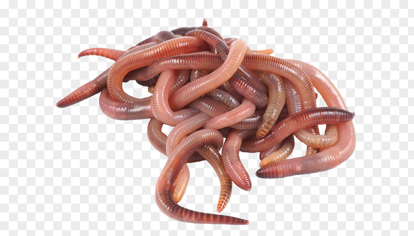 Fishing Earthworm Bait PNG