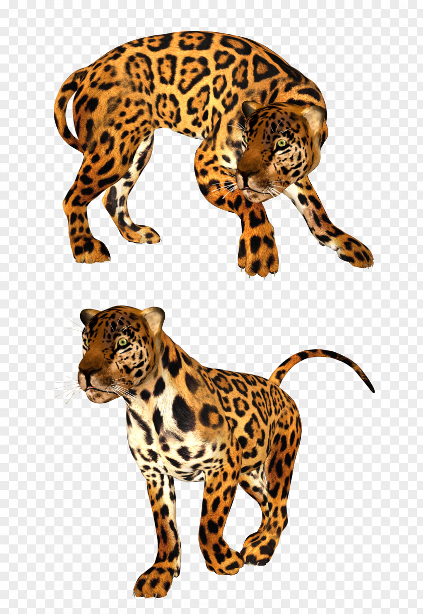 Leopard Cheetah Tiger Lion Felidae PNG