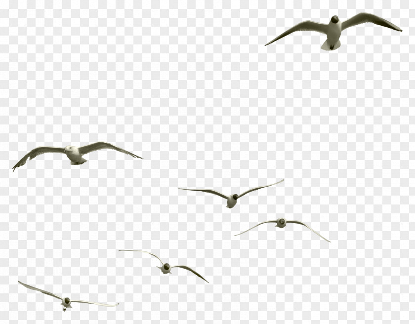 Birds Bird Gulls Clip Art PNG