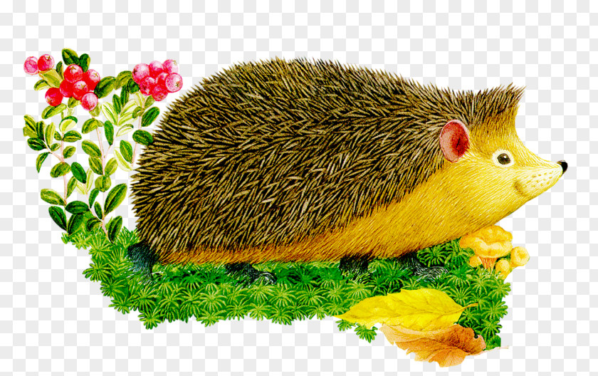 ёж European Hedgehog Hérisson Animal Illustrations Clip Art PNG