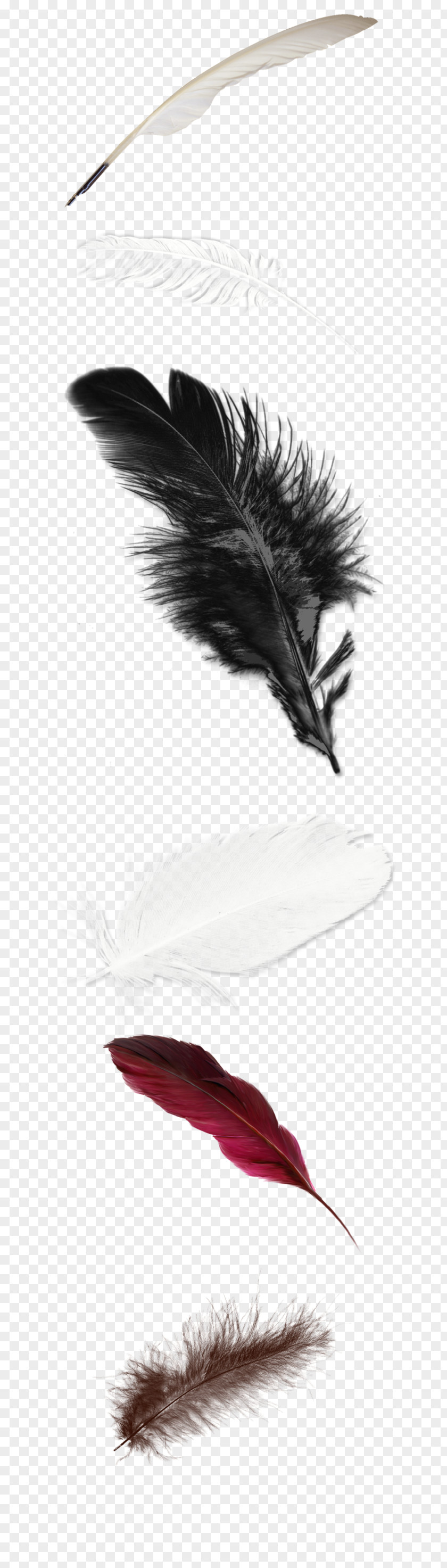 Feather White Wallpaper PNG