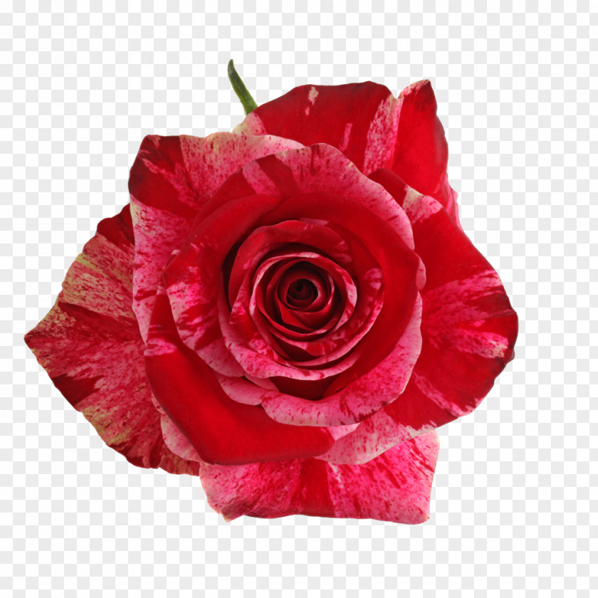 Flower Garden Roses Red Cabbage Rose Floribunda PNG