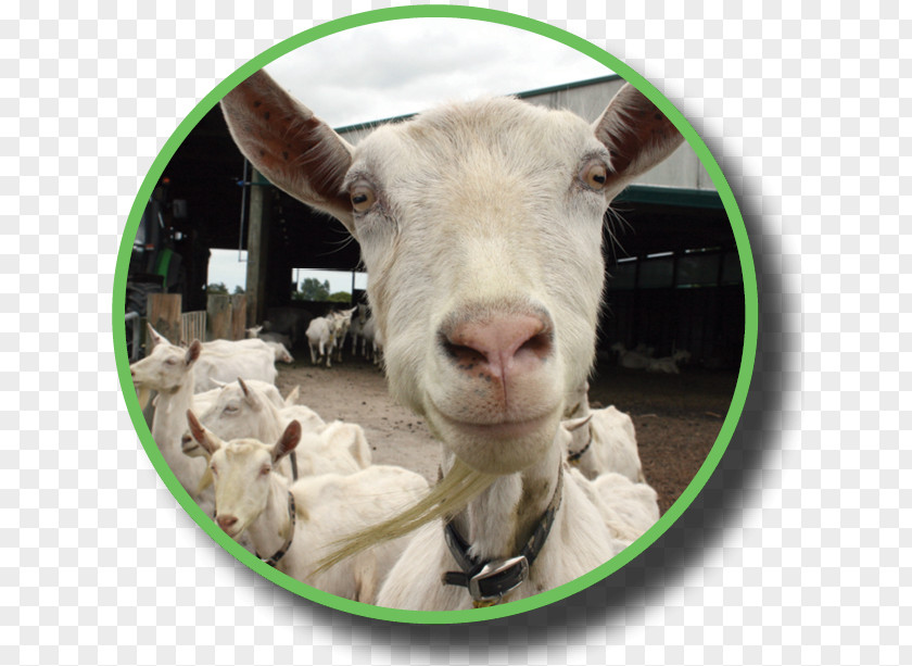 Goat Sheep Industry Dairy Federated Farmers PNG