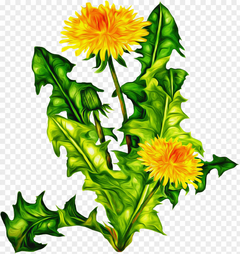Perennial Plant Cut Flowers Drawing Of Family PNG