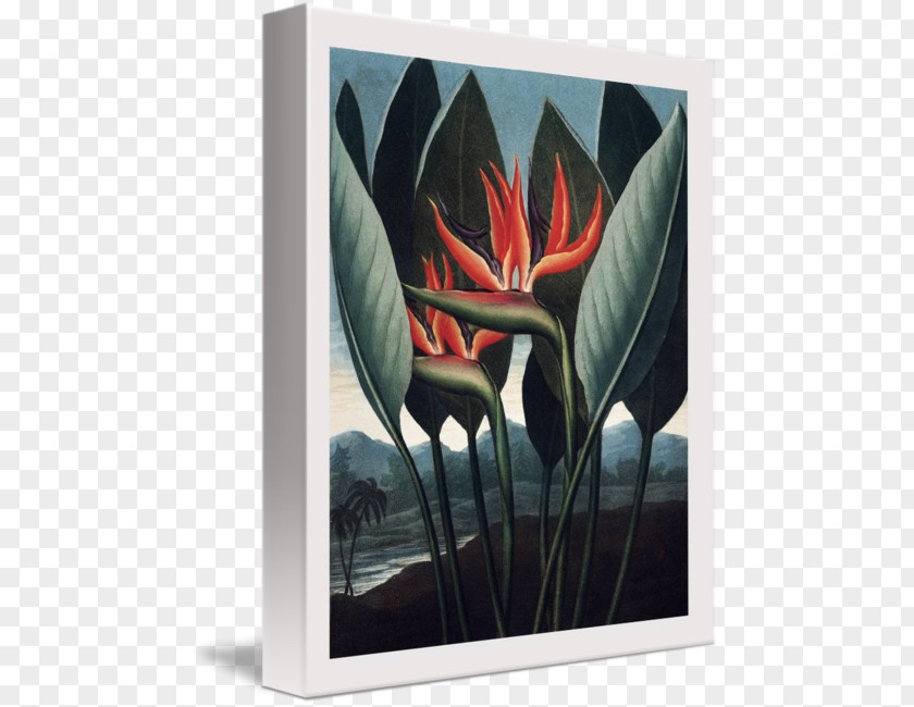 Bird Of Paradise The Temple Flora Botany Botanical Illustration Canvas Print PNG