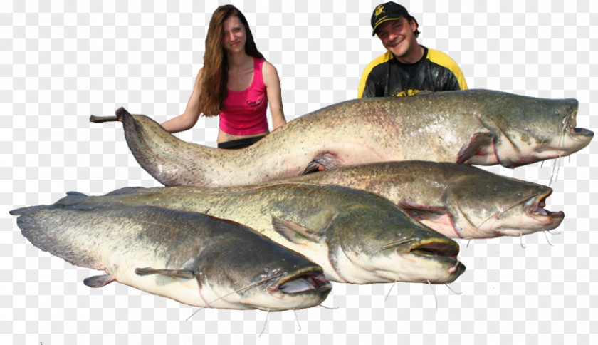 Fishing Wels Catfish Clip Art PNG