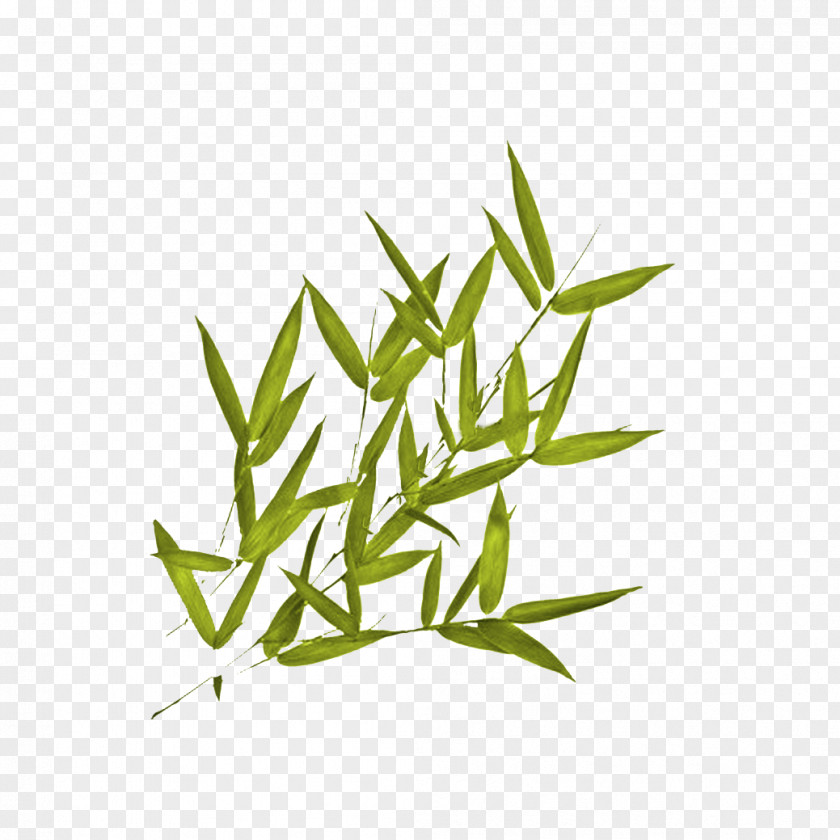 Leaf Branch Tropical Woody Bamboos Grasses Plant Stem PNG