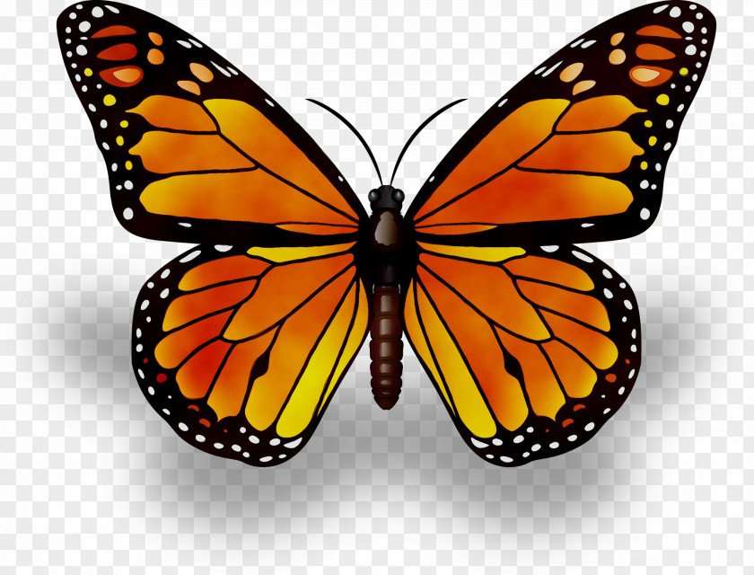 Monarch Butterfly Limenitis Arthemis Clip Art Image PNG