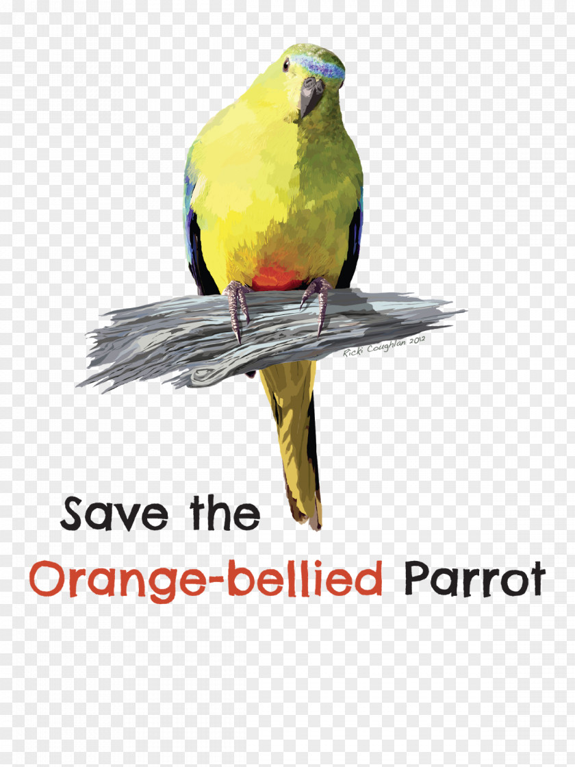 Parrot Bird Parakeet Macaw Beak PNG