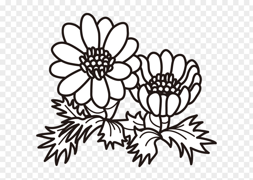 Pictionary Words Winter Clip Art Illustration Amur Adonis Chrysanthemum Design PNG