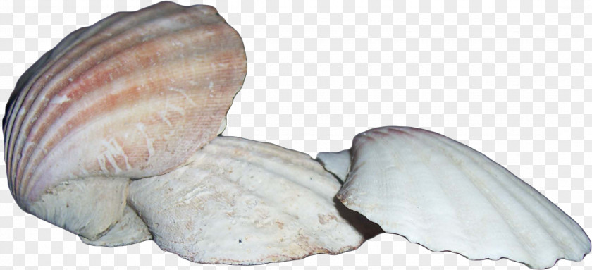 Sea Clam Cockle Seashell Scallop Mussel PNG