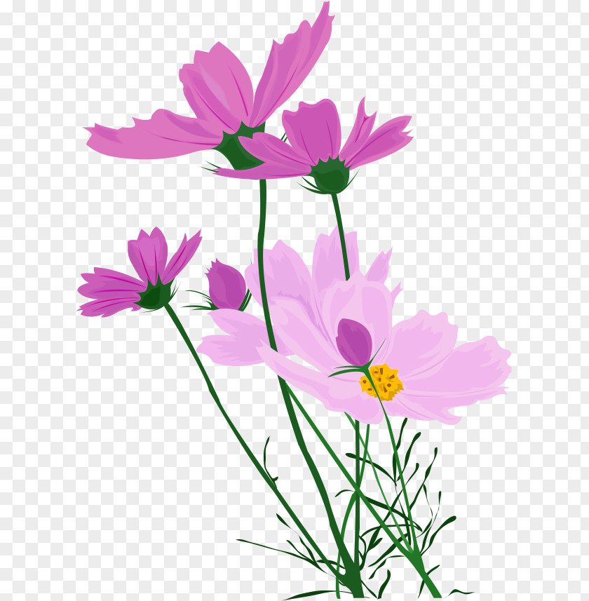 Wild Flowers Wildflower PNG