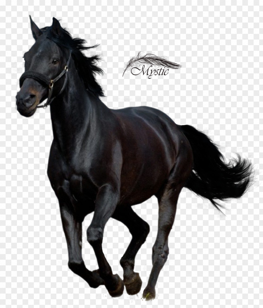 Arab Horse Running Andalusian Arabian Thoroughbred American Quarter Stallion PNG