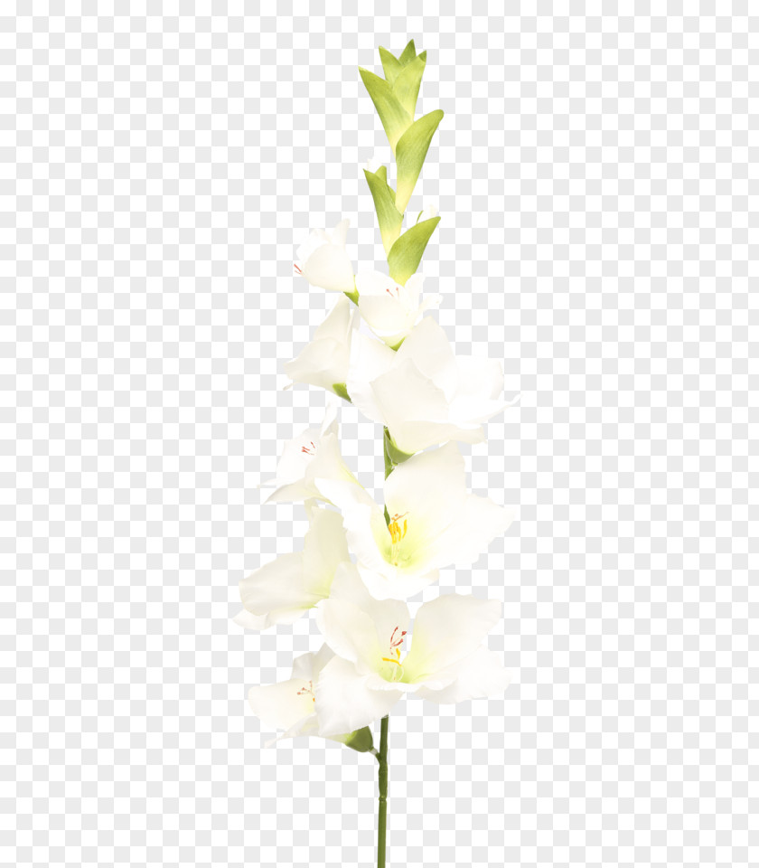 Design Moth Orchids Cut Flowers Floral Plant Stem PNG