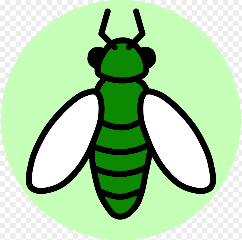 Insect Beetle Biodiversity Termite Entomology PNG