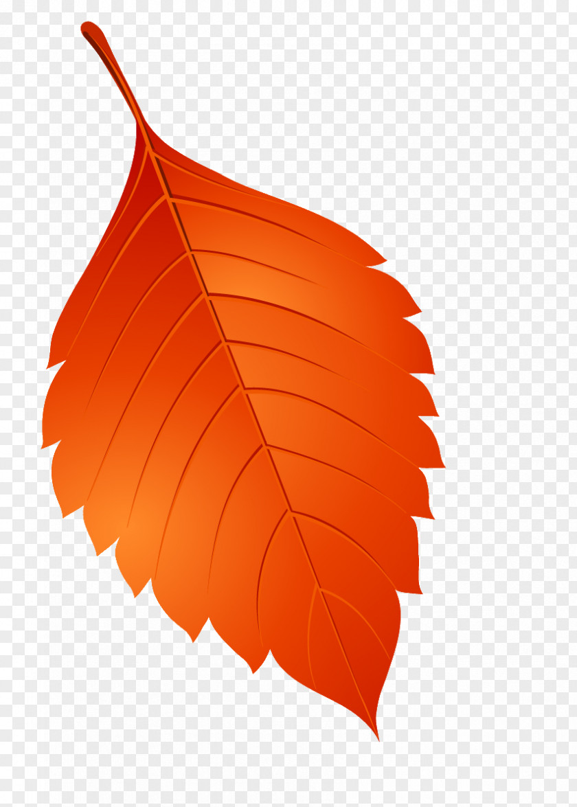 Leaf Clip Art PNG