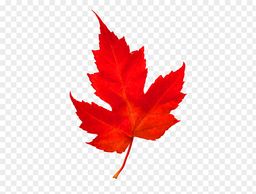 Maple Leaf Woody Plant Tree PNG